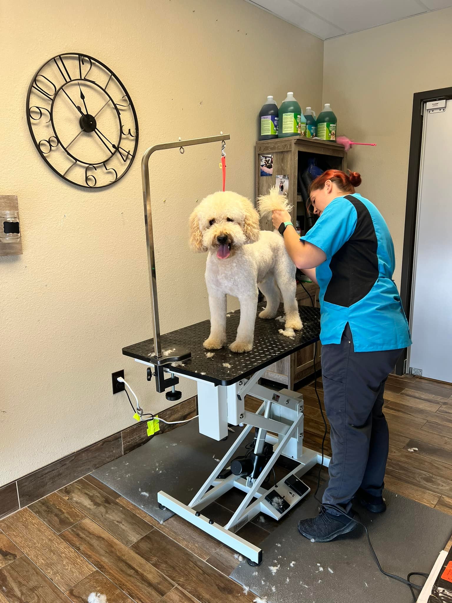 a veterinarian grooming a dog