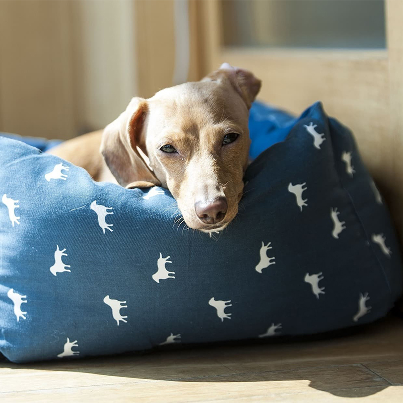 a dog lying on a blue pillow