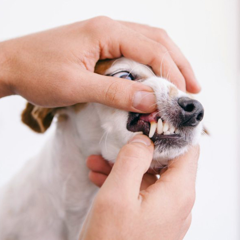 a person's hands touching a dog's teeth