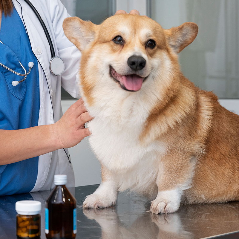 a dog sitting on a table with a doctor and a stethoscope